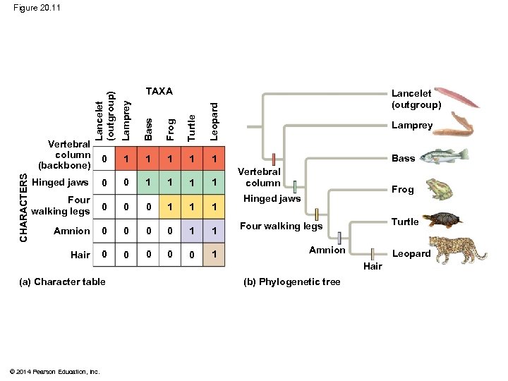 Figure 20. 11 CHARACTERS Lancelet (outgroup) Lamprey Bass Frog Turtle 0 1 1 Lancelet