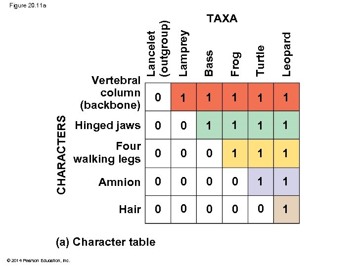 Figure 20. 11 a Lancelet (outgroup) Lamprey Bass Frog Turtle Leopard TAXA 0 1