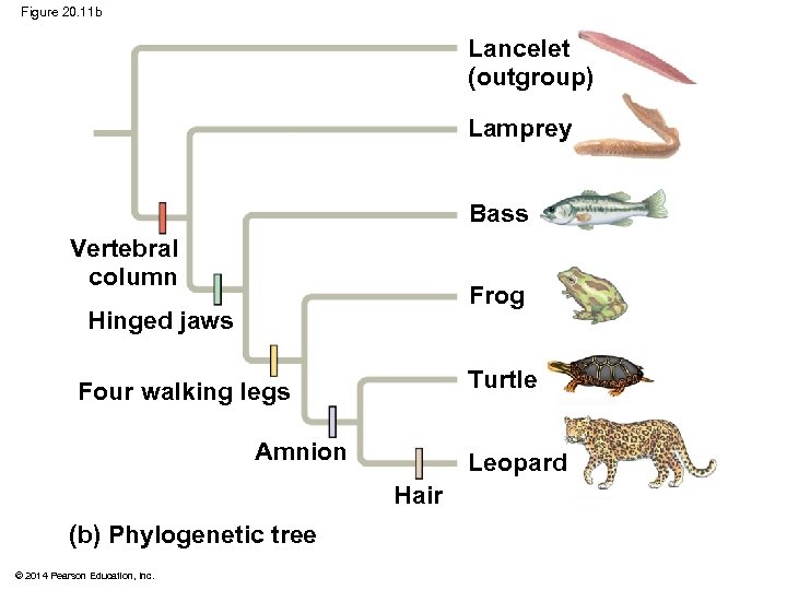 Figure 20. 11 b Lancelet (outgroup) Lamprey Bass Vertebral column Frog Hinged jaws Turtle