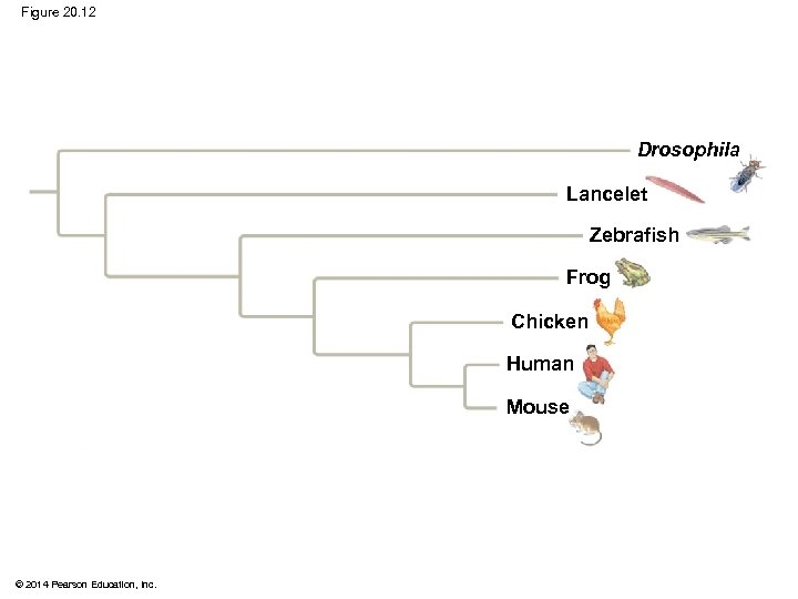 Figure 20. 12 Drosophila Lancelet Zebrafish Frog Chicken Human Mouse © 2014 Pearson Education,