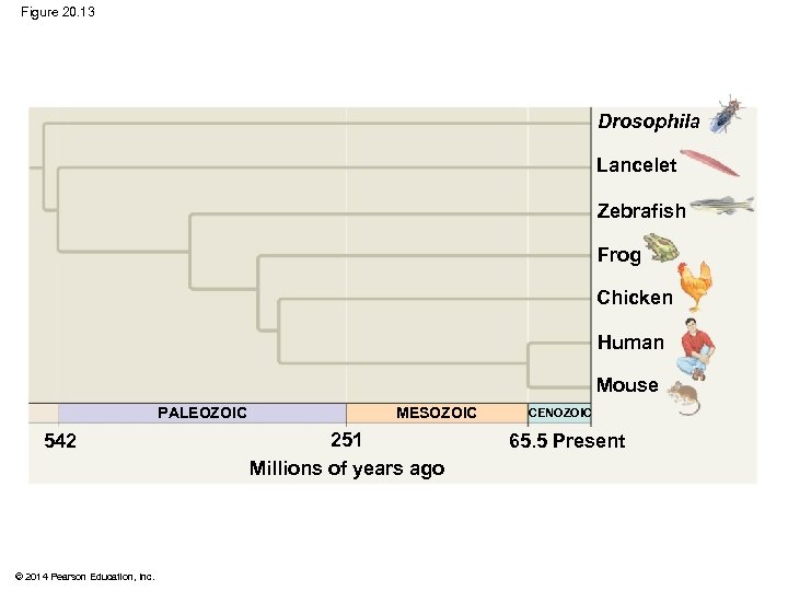 Figure 20. 13 Drosophila Lancelet Zebrafish Frog Chicken Human Mouse PALEOZOIC 542 © 2014