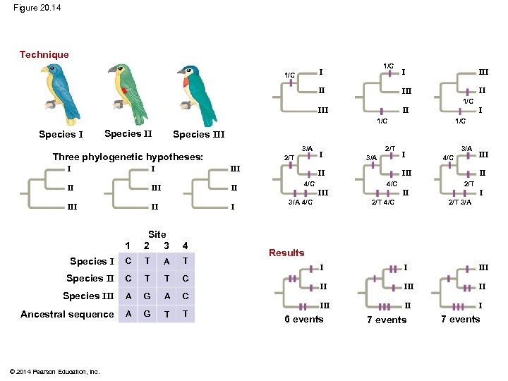 Figure 20. 14 Technique 1/C II III 1/C III II I 1/C Species III