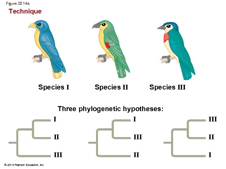 Figure 20. 14 a Technique Species III Species II Three phylogenetic hypotheses: I I