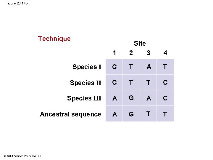 Figure 20. 14 b Technique Site 1 2 3 4 Species I C T