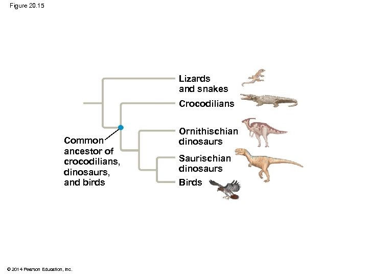 Figure 20. 15 Lizards and snakes Crocodilians Common ancestor of crocodilians, dinosaurs, and birds