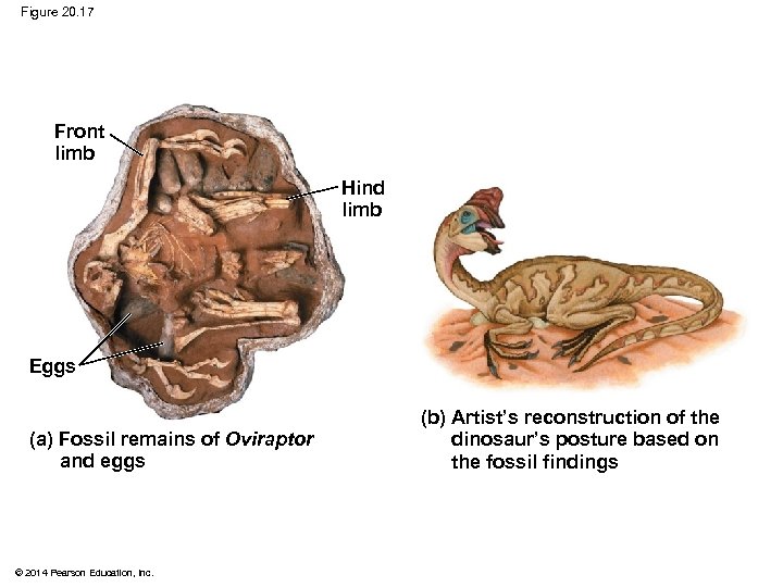 Figure 20. 17 Front limb Hind limb Eggs (a) Fossil remains of Oviraptor and