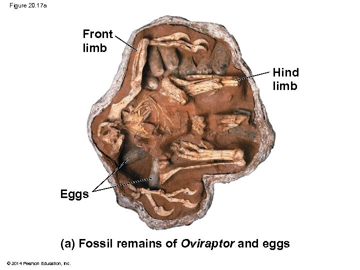 Figure 20. 17 a Front limb Hind limb Eggs (a) Fossil remains of Oviraptor