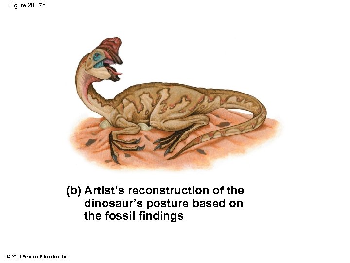 Figure 20. 17 b (b) Artist’s reconstruction of the dinosaur’s posture based on the