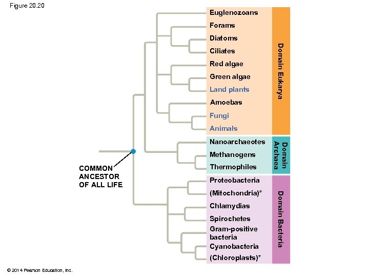 Figure 20. 20 Euglenozoans Forams Diatoms Red algae Green algae Land plants Amoebas Domain