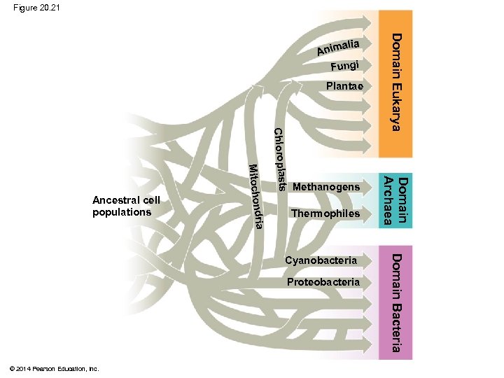 Figure 20. 21 Plantae Thermophiles Proteobacteria © 2014 Pearson Education, Inc. Domain Bacteria Cyanobacteria