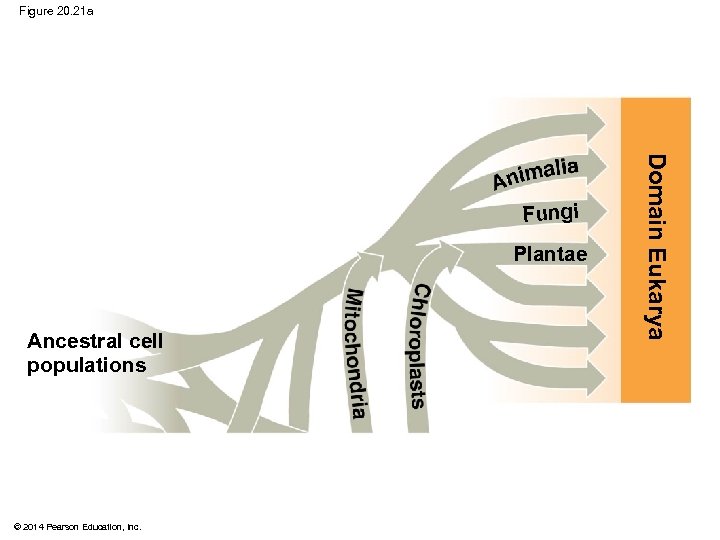 Figure 20. 21 a Plantae Ancestral cell populations © 2014 Pearson Education, Inc. Domain