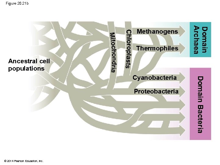 Figure 20. 21 b Thermophiles Domain Archaea Methanogens Ancestral cell populations Proteobacteria © 2014