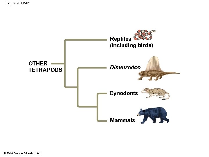 Figure 20. UN 02 Reptiles (including birds) OTHER TETRAPODS Dimetrodon Cynodonts Mammals © 2014