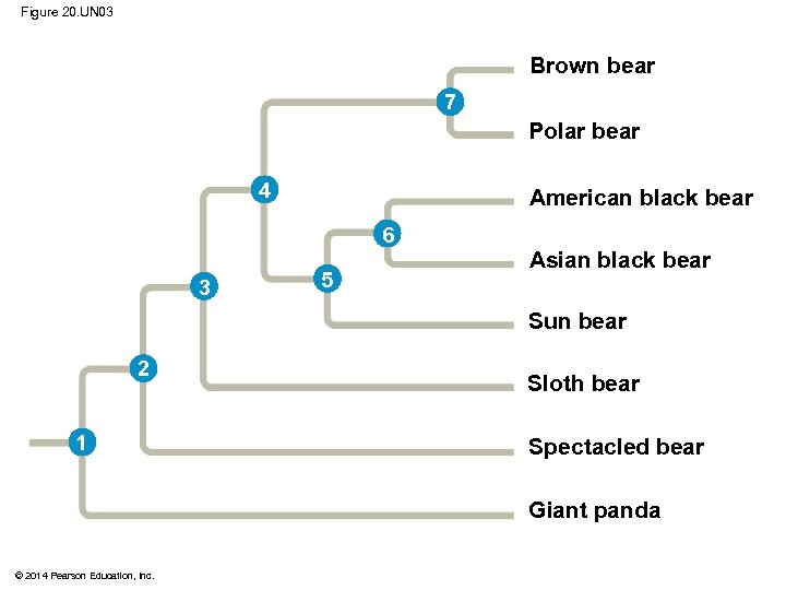 Figure 20. UN 03 Brown bear 7 Polar bear 4 American black bear 6