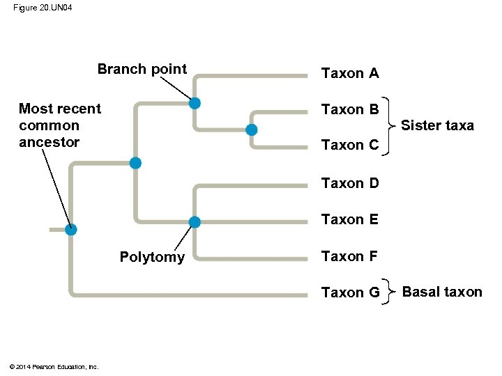 Figure 20. UN 04 Branch point Most recent common ancestor Taxon A Taxon B