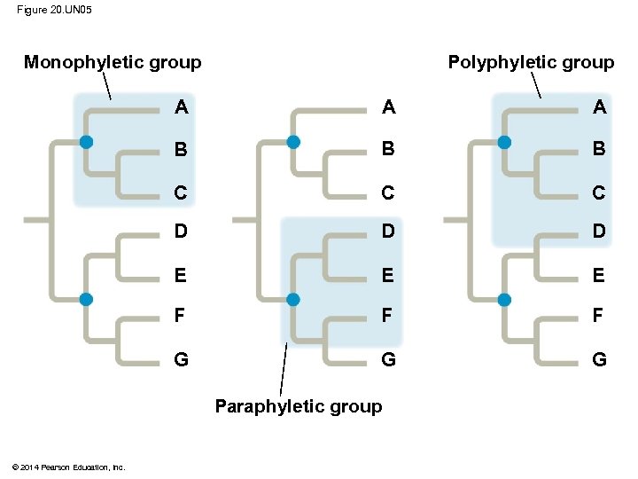 Figure 20. UN 05 Monophyletic group Polyphyletic group A A A B B B