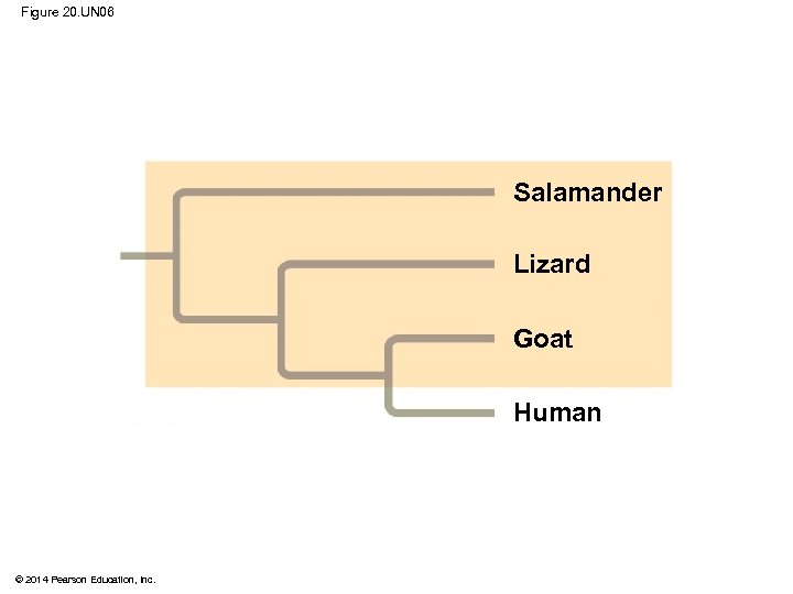 Figure 20. UN 06 Salamander Lizard Goat Human © 2014 Pearson Education, Inc. 