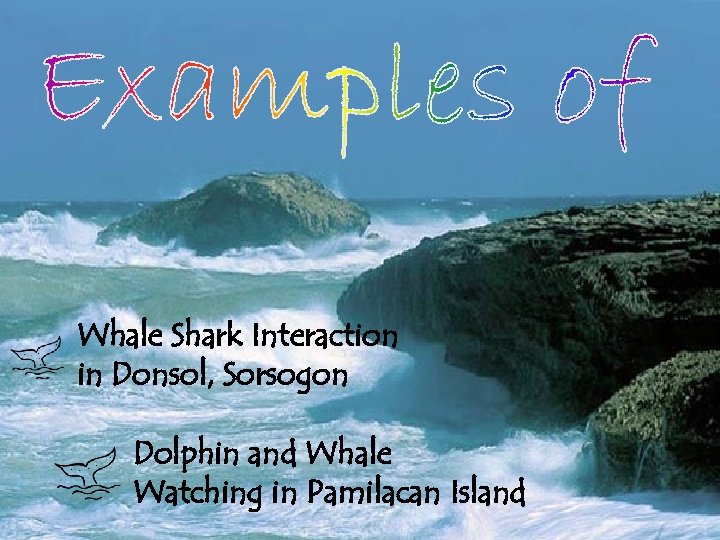 Whale Shark Interaction in Donsol, Sorsogon Dolphin and Whale Watching in Pamilacan Island 