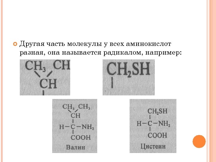  Другая часть молекулы у всех аминокислот разная, она называется радикалом, например: 