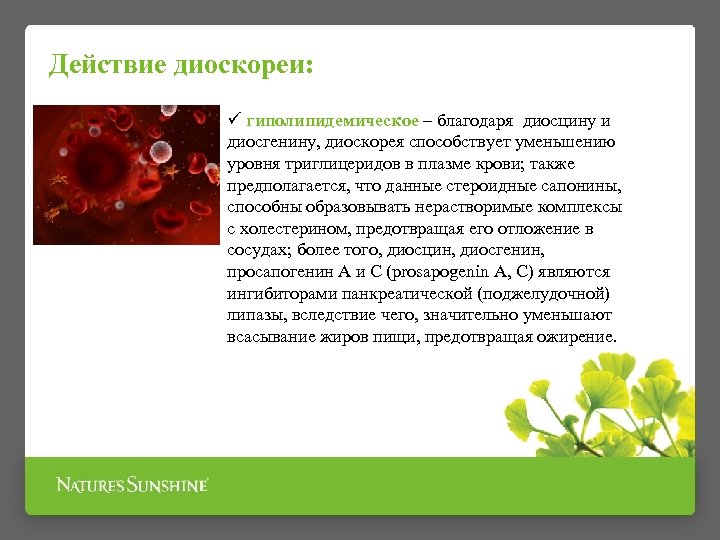 Действие диоскореи: ü гиполипидемическое – благодаря диосцину и диосгенину, диоскорея способствует уменьшению уровня триглицеридов