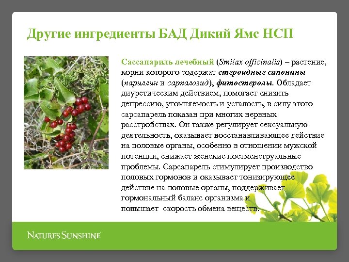 Другие ингредиенты БАД Дикий Ямс НСП Сассапариль лечебный (Smilax officinalis) – растение, корни которого