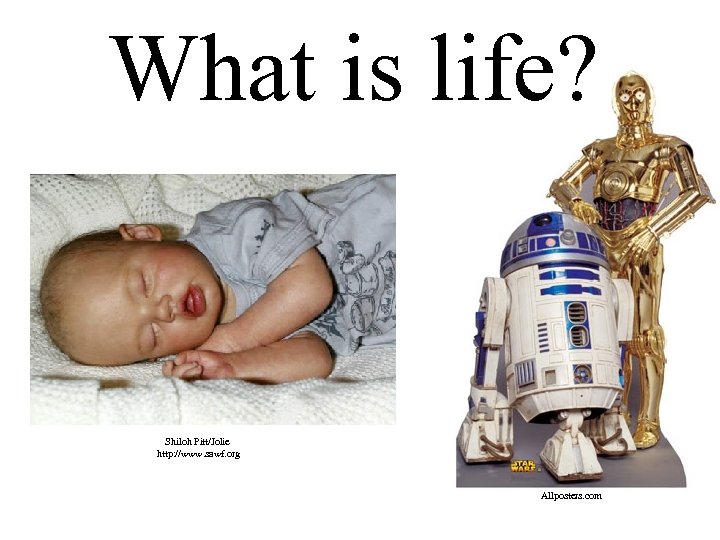 What is life? Shiloh Pitt/Jolie http: //www. sawf. org Allposters. com 