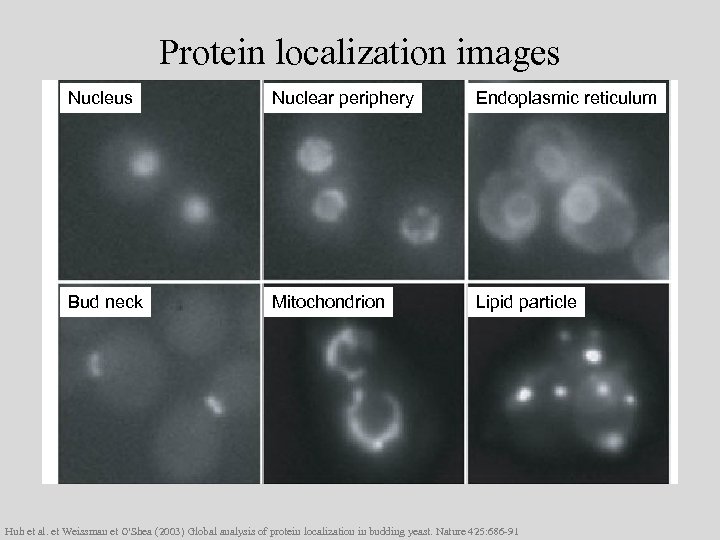 Protein localization images Nucleus Nuclear periphery Endoplasmic reticulum Bud neck Mitochondrion Lipid particle Huh