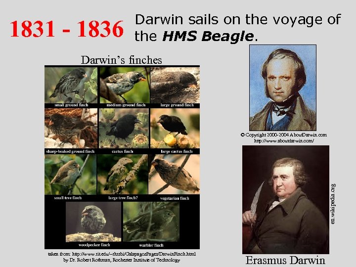 1831 - 1836 Darwin sails on the voyage of the HMS Beagle. Darwin’s finches