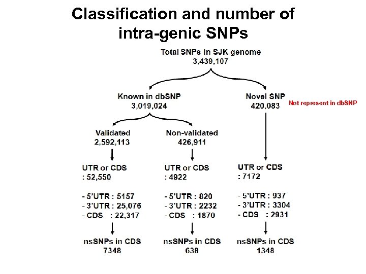 Classification and number of intra-genic SNPs Not represent in db. SNP 