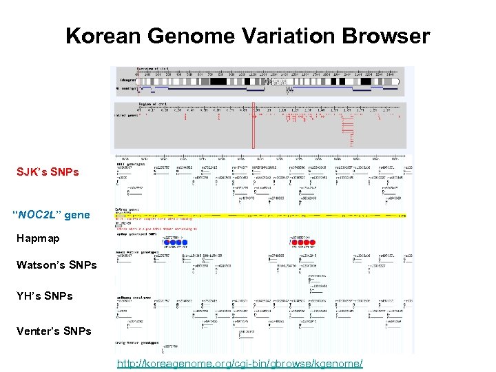 Korean Genome Variation Browser SJK’s SNPs “NOC 2 L” gene Hapmap Watson’s SNPs YH’s
