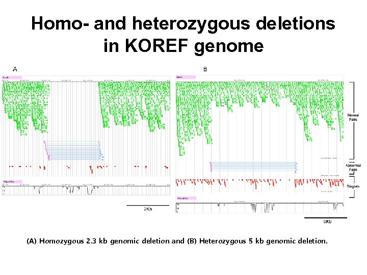 Homo- and heterozygous deletions in KOREF genome (A) Homozygous 2. 3 kb genomic deletion