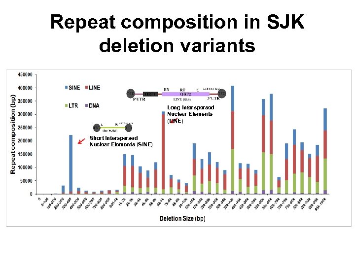 Repeat composition in SJK deletion variants Long Interspersed Nuclear Elements (LINE) Short Interspersed Nuclear