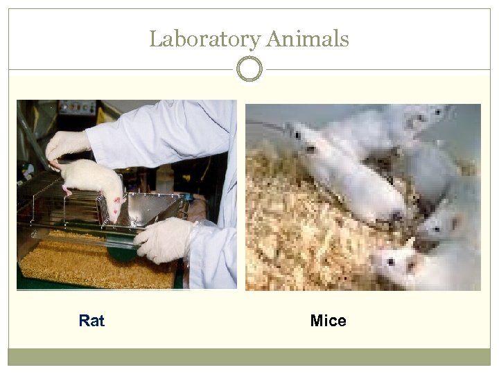Laboratory Animals Rat Mice 