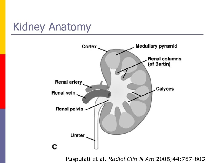 Kidney Anatomy Paspulati et al. Radiol Clin N Am 2006; 44: 787 -803 