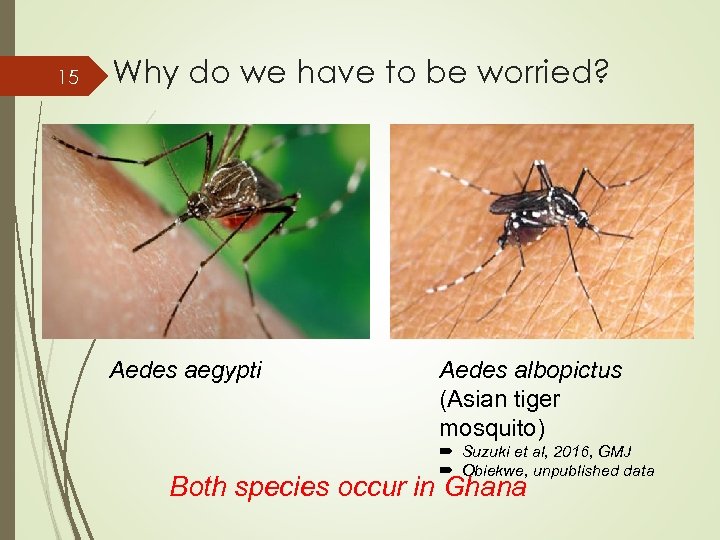 15 Why do we have to be worried? Aedes aegypti Aedes albopictus (Asian tiger
