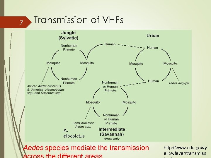 7 Transmission of VHFs A. albopictus Aedes species mediate the transmission http: //www. cdc.
