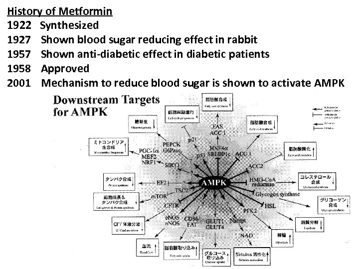 History of Metformin 1922 Synthesized 1927 Shown blood sugar reducing effect in rabbit 1957