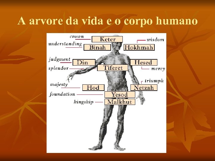 A arvore da vida e o corpo humano 