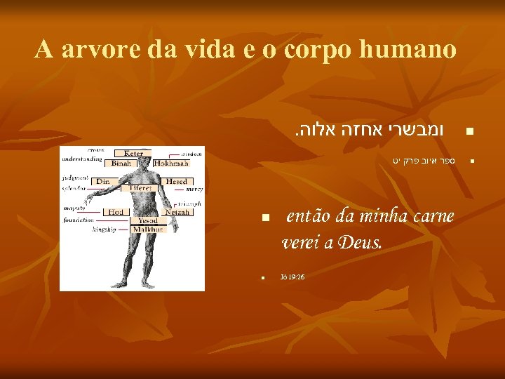 A arvore da vida e o corpo humano. ומבשרי אחזה אלוה ספר איוב פרק