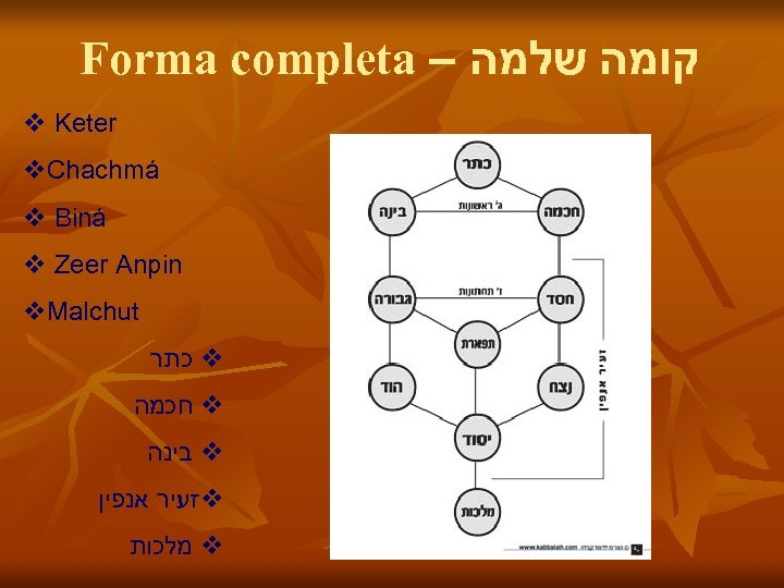 Forma completa – קומה שלמה v Keter v. Chachmá v Biná v Zeer Anpin