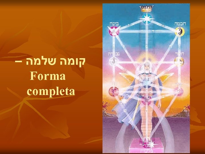 – קומה שלמה Forma completa 