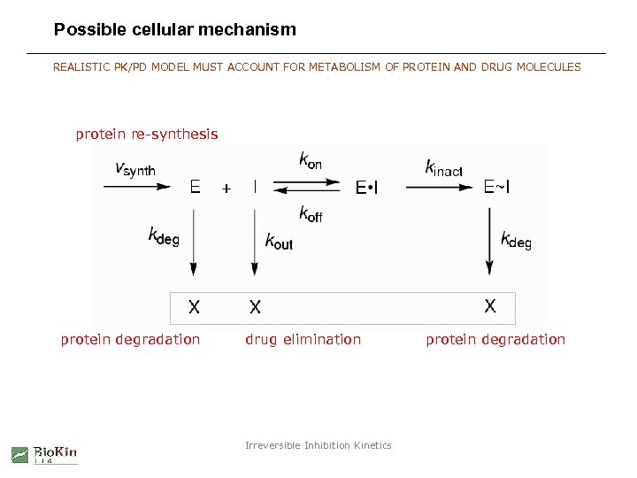 Possible cellular mechanism REALISTIC PK/PD MODEL MUST ACCOUNT FOR METABOLISM OF PROTEIN AND DRUG