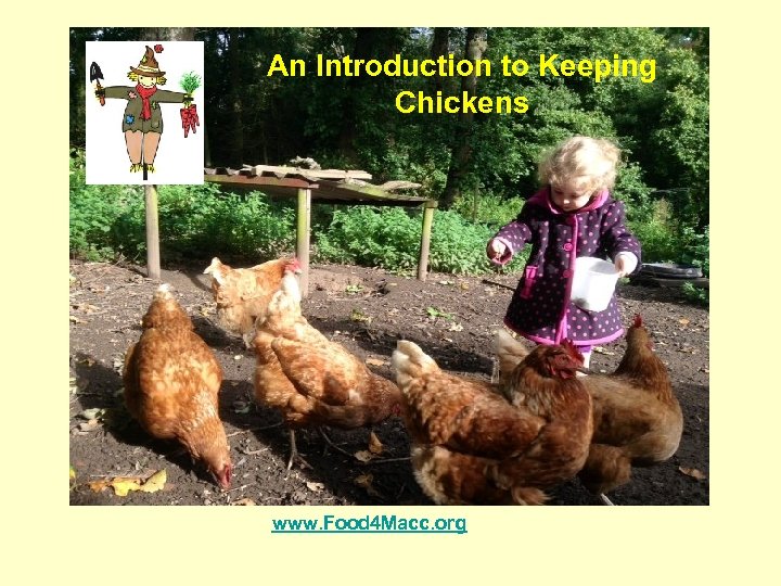 An Introduction to Keeping Chickens www. Food 4 Macc. org 