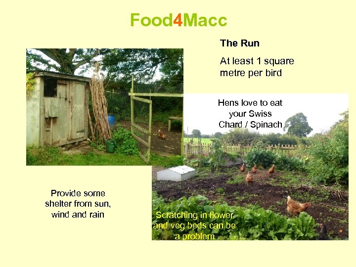 Food 4 Macc The Run At least 1 square metre per bird Hens love