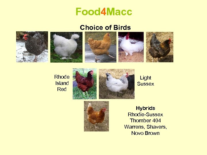 Food 4 Macc Choice of Birds Rhode Island Red Light Sussex Hybrids Rhodie-Sussex Thornber