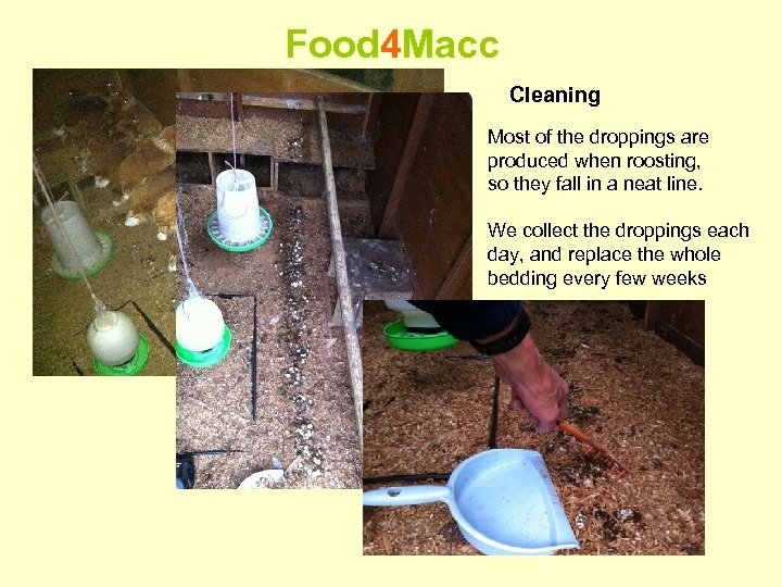 Food 4 Macc Cleaning Most of the droppings are produced when roosting, so they