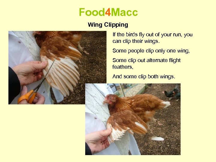 Food 4 Macc Wing Clipping If the birds fly out of your run, you