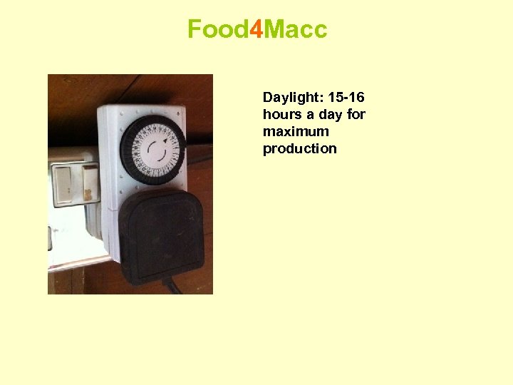 Food 4 Macc Daylight: 15 -16 hours a day for maximum production 