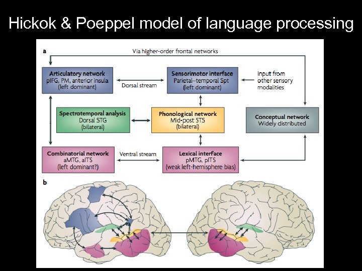 Hickok & Poeppel model of language processing 