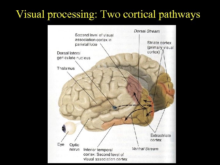 Visual processing: Two cortical pathways 